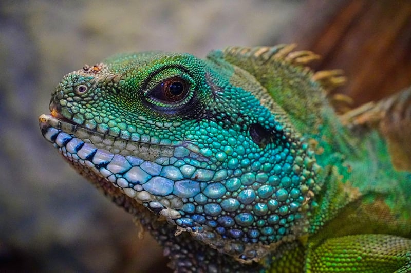 Dragon Delights