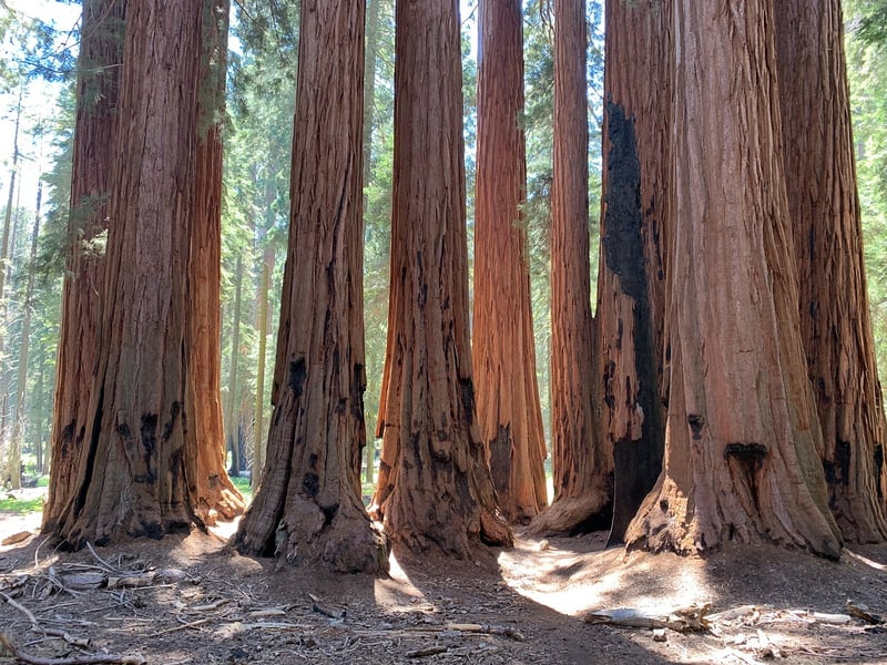 Redwood National Park, USA